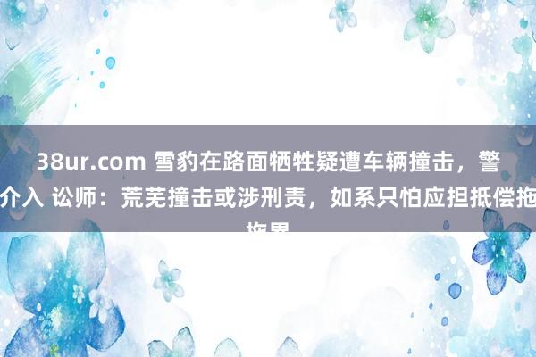 38ur.com 雪豹在路面牺牲疑遭车辆撞击，警方介入 讼师：荒芜撞击或涉刑责，如系只怕应担抵偿拖累