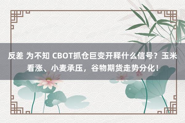反差 为不知 CBOT抓仓巨变开释什么信号？玉米看涨、小麦承压，谷物期货走势分化！